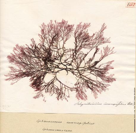 Sphaerococcus coronopifolius 152.jpg